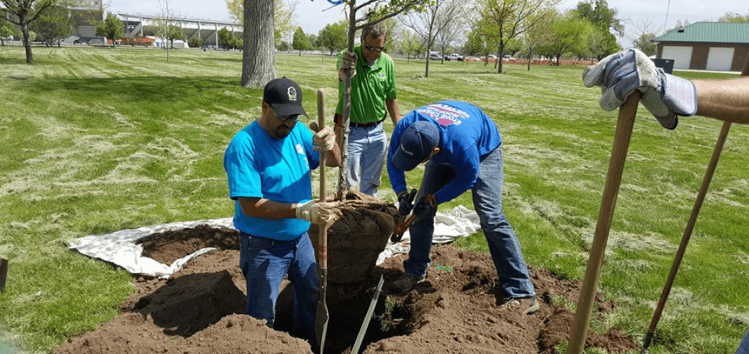 Employees planting trees for community service